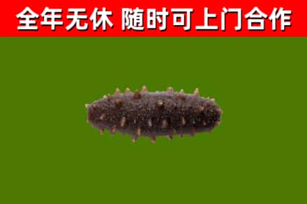 潮州烟酒回收干海参.jpg